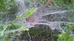 Agelena labyrinthica