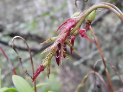 Didactyle