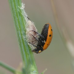 Dinocampus coccinellae