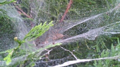 Agelena labyrinthica