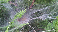 Agelena labyrinthica