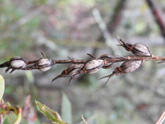 Didactyle