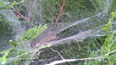 Agelena labyrinthica