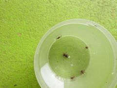 Amblyomma cajennense