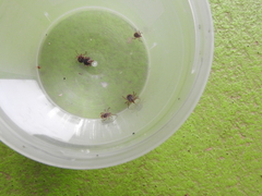 Amblyomma cajennense