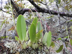 Didactyle