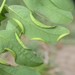 Obolodiplosis robiniae - Photo 由 C. Mallory 所上傳的 (c) C. Mallory，保留部份權利CC BY-NC