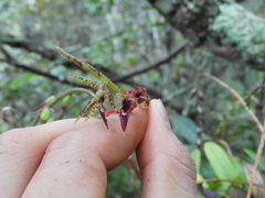 Didactyle