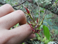 Didactyle