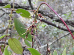 Didactyle