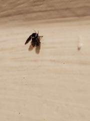 Lepiseodina conspicua