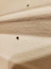 Lepiseodina conspicua