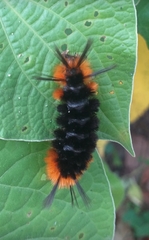 Turuptiana