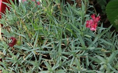 Dianthus gratianopolitanus