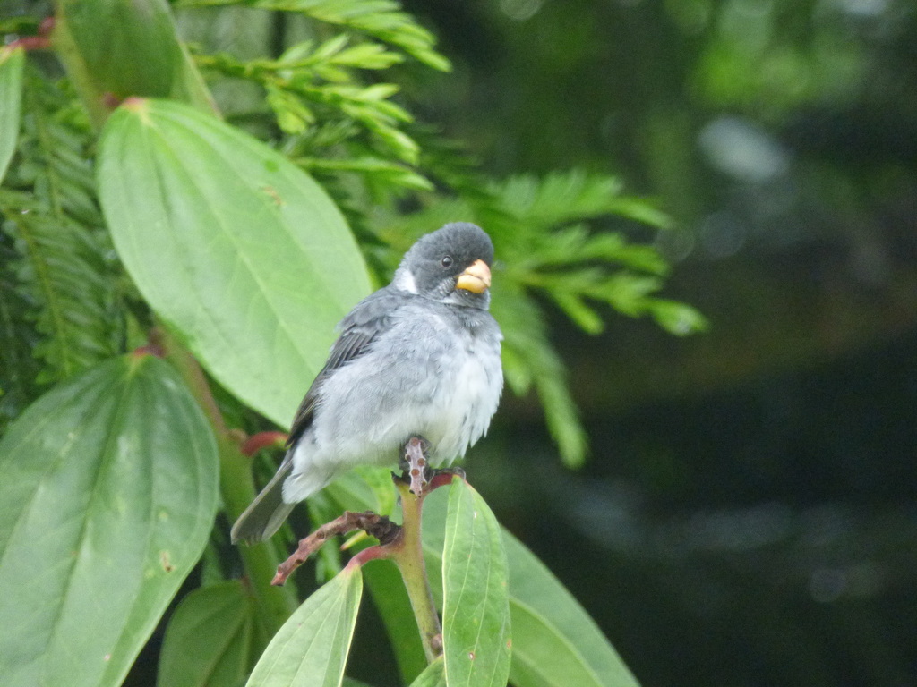 Grey Seedeater