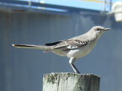 Mimus polyglottos