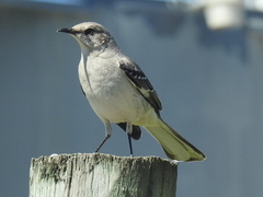 Mimus polyglottos