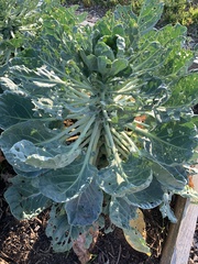 Brassica oleracea gemmifera