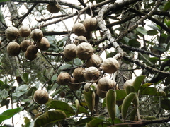 Andira