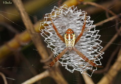 Argiope dang