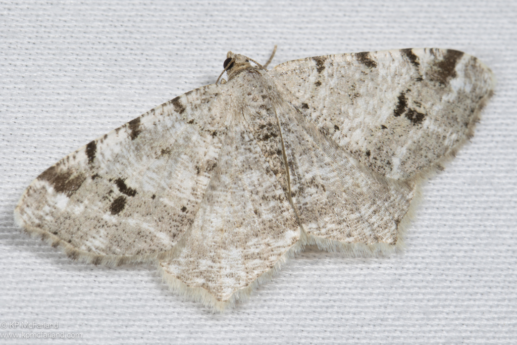 Hemlock Angle Moth