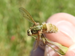 Scathophaga stercoraria