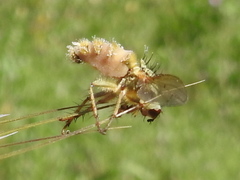 Scathophaga stercoraria