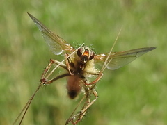 Scathophaga stercoraria