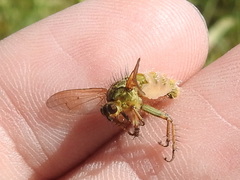 Scathophaga stercoraria