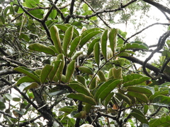 Andira