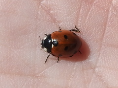 Coccinella septempunctata