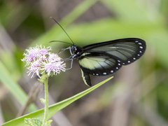 Hyalyris coeno