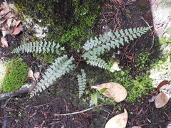 Asplenium praemorsum