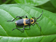 Chauliognathus distinguendus