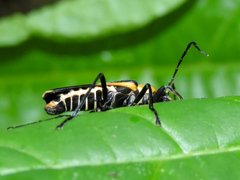 Chauliognathus distinguendus