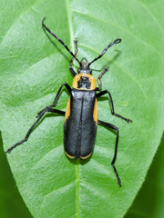 Chauliognathus distinguendus