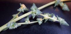 Atriplex rosea