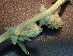 Atriplex rosea