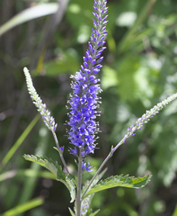 Veronica rotunda subintegra
