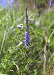 Veronica rotunda subintegra