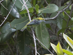 Ixothraupis guttata
