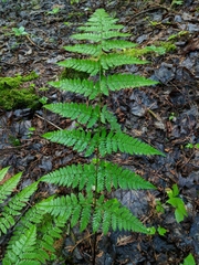 Dryopteris × triploidea