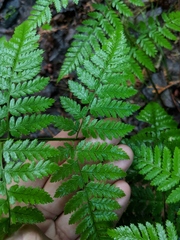 Dryopteris × triploidea
