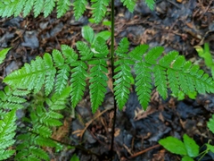 Dryopteris × triploidea