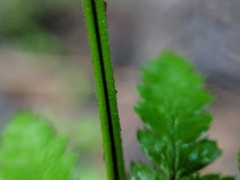 Dryopteris × triploidea