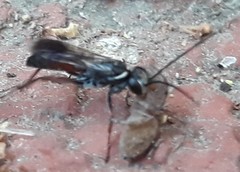 Agenioideus