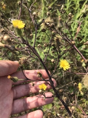 Hieracium longipilum