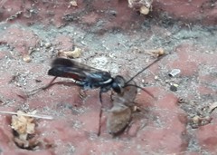 Agenioideus