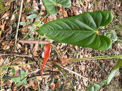 Anthurium cupreum
