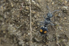 Hoplomutilla pardalis